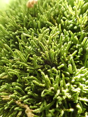 Claopodium rostratum