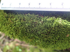 Claopodium rostratum