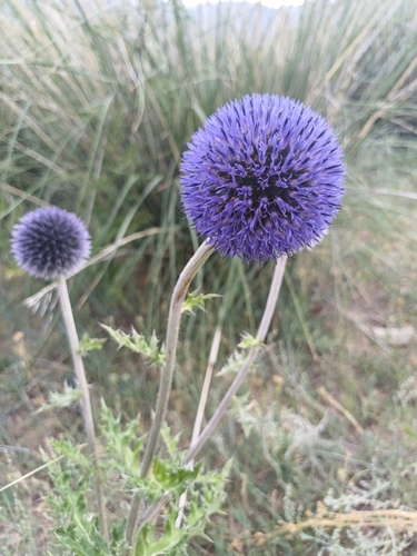 Image of Echinops davuricus by (c) open_a_ir, some rights reserved (CC BY)