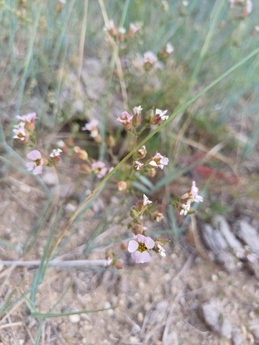 big-flowered chamaerhodos (Chamaerhodos grandiflora)