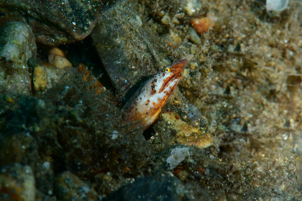Slanke vinloze slangaal (Apterichtus anguiformis) — Ophichthidae