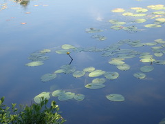 Nuphar variegata