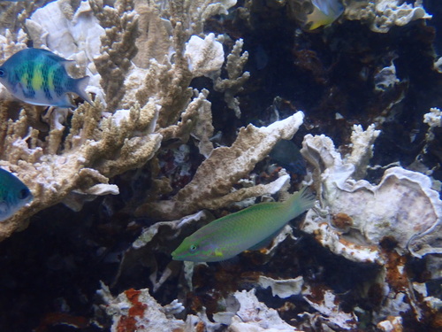 Halichoeres chloropterus observed 2024-07-06
