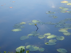 Nuphar variegata