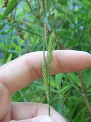 Carex emoryi