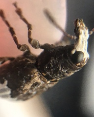 Eurymycter