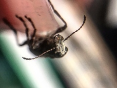 Eurymycter