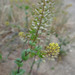 Lepidium perfoliatum - Photo (c) Thayne Tuason, algunos derechos reservados (CC BY-NC)