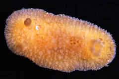 Thordisa bimaculata