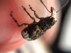 Eurymycter