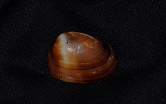 Barbatia amygdalumtostum