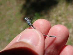 Enallagma laterale