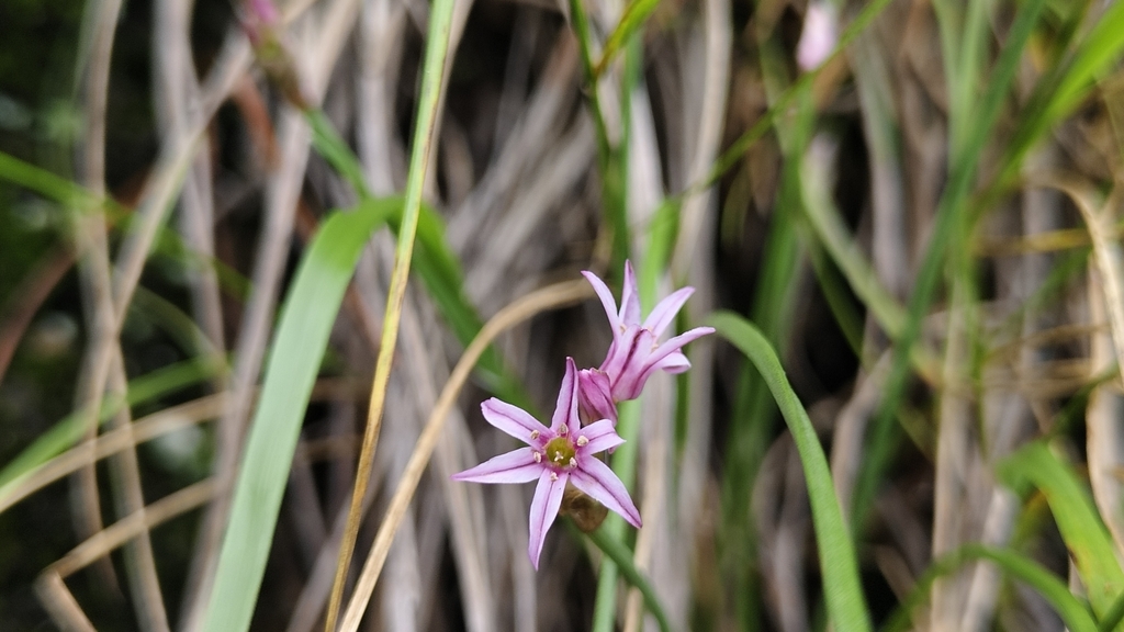Allium tubiflorum