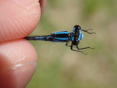 Enallagma laterale