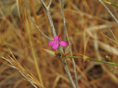Rusty Pink (Dianthus ferrugineus)