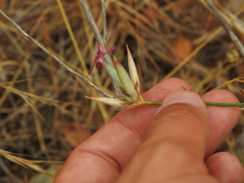 Image of Dianthus ferrugineus by (c) Duarte Frade, some rights reserved (CC BY)