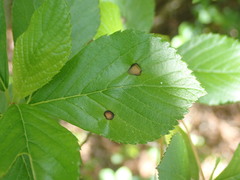 Asteromella clethrae