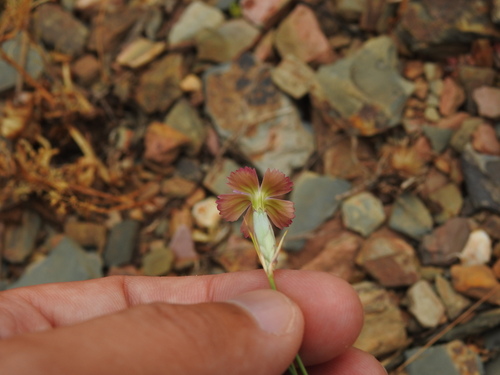 Image of Dianthus ferrugineus by (c) Duarte Frade, some rights reserved (CC BY)