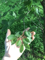 Viburnaceae