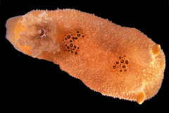 Thordisa bimaculata