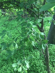 Viburnaceae