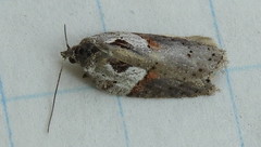 Acleris maculidorsana