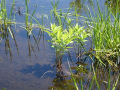 Decodon verticillatus