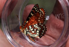 Euphydryas colon