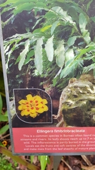 Etlingera fimbriobracteata