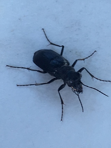 Prairie Long-lipped Tiger Beetle photo 3