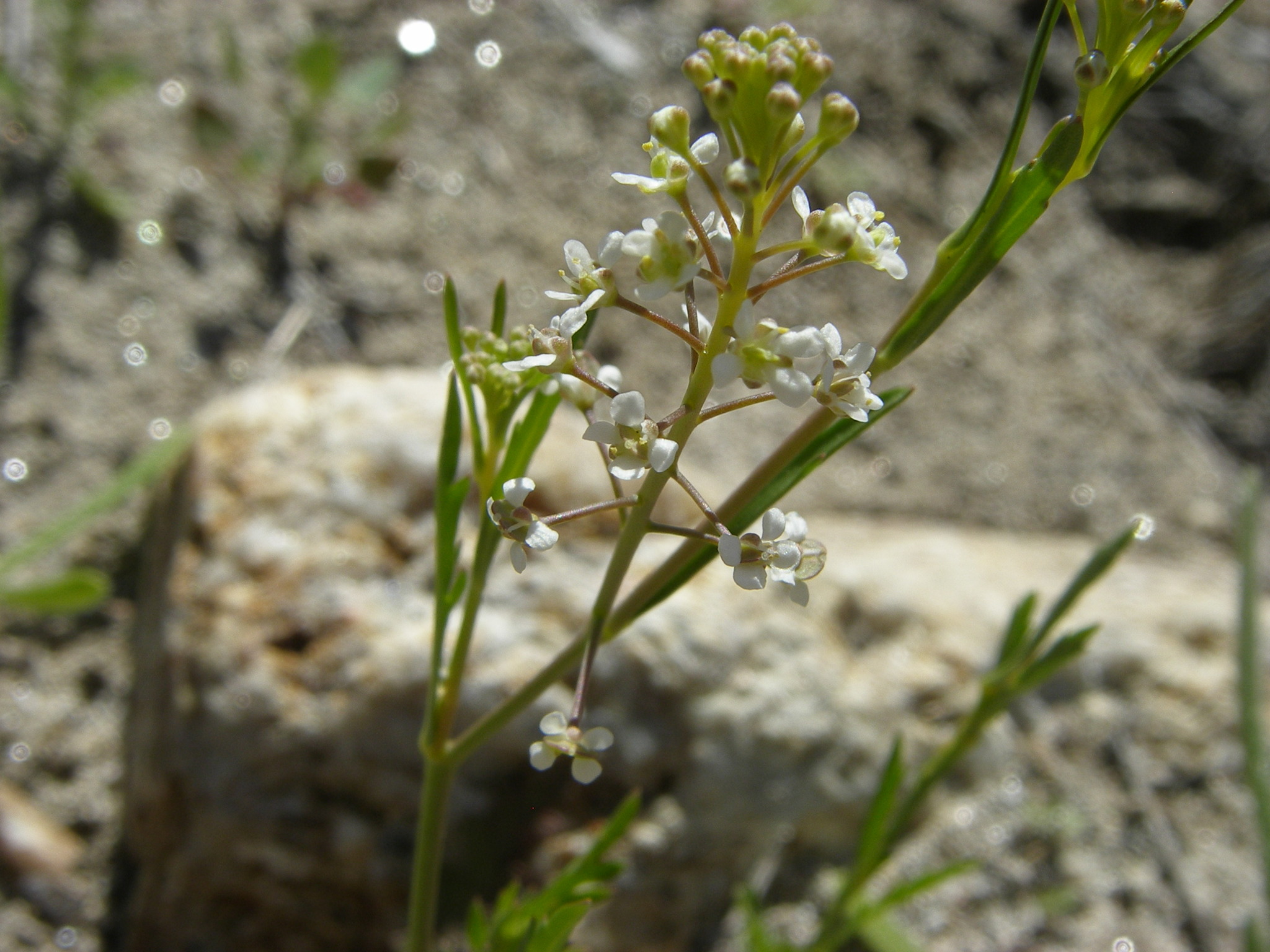 Lepidium virginicum ssp. menziesii