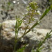 Menzies' Pepperweed - Photo (c) Anthony Mendoza, some rights reserved (CC BY-NC-SA)