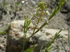 Lepidium virginicum menziesii - Photo (c) Anthony Mendoza, algunos derechos reservados (CC BY-NC-SA)