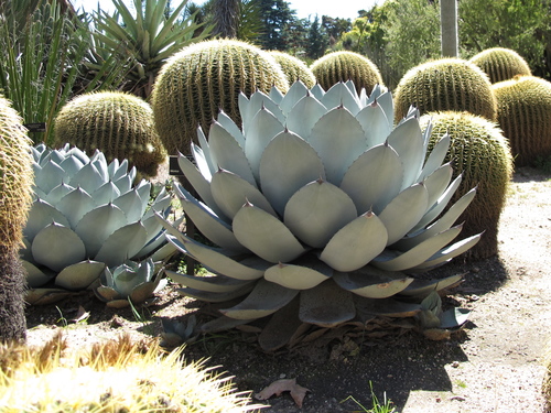 Parry's agave