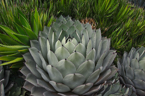 Parry's agave