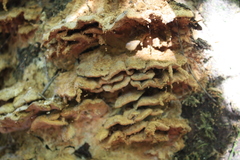 Metuloidea rhinocephala