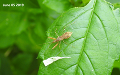 Gorpis brevilineatus