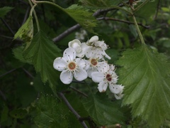 Crataegus canadensis