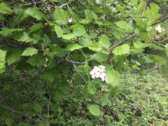 Crataegus canadensis