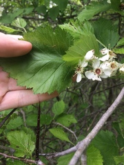 Crataegus canadensis
