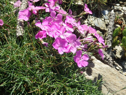 Vigo's Pink (Dianthus vigoi)