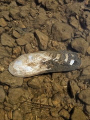 Cumberlandia monodonta