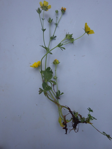 Potentilla pyrenaica, photograph 1