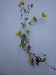Potentilla pyrenaica