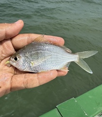 Banded Silverbiddy photo 2