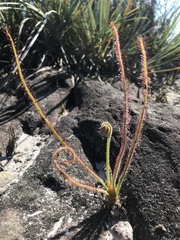 Drosera spiralis