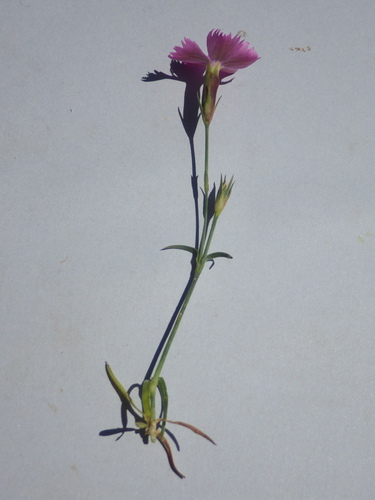 Image of Dianthus vigoi by (c) Pere Barnola, some rights reserved (CC BY-SA)