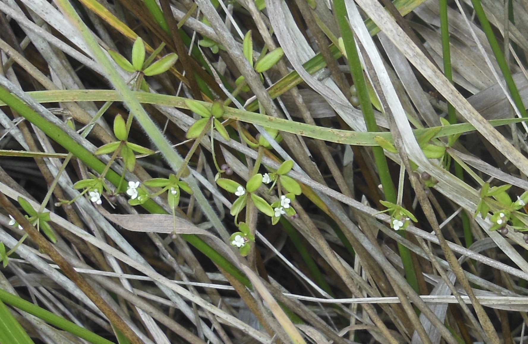Galium trifidum ssp. columbianum