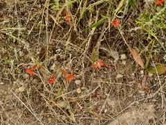 Silene laciniata laciniata