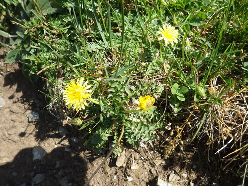 Spear Dandelion (Taraxacum pyrenaicum)